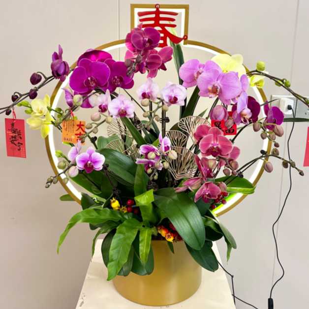 带春大灯笼组盆